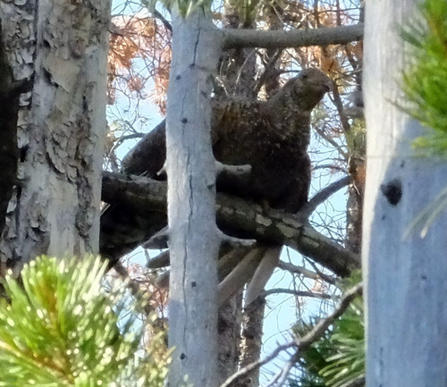 iNaturalist observation photo of Sooty Grouse