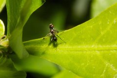 Parapalaeosepsis plebeia