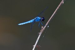 Brachydiplax duivenbodei