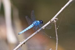 Brachydiplax duivenbodei