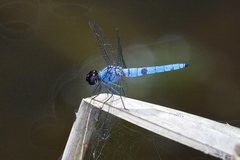 Brachydiplax duivenbodei