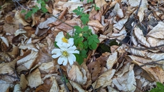 Field Rose (Rosa arvensis)