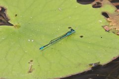 Austroagrion exclamationis
