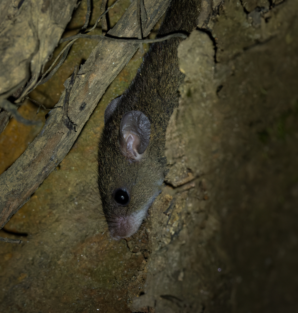 Ceylon Spiny Mouse