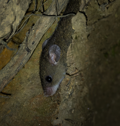 Ceylon Spiny Mouse (Mus fernandoni) — Endangered Mammalia