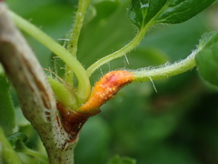 Puccinia caricina