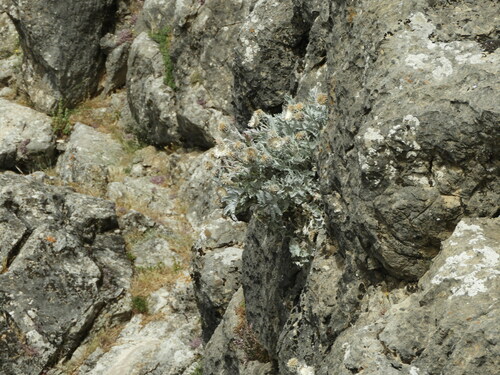 Centaurea clementei, photograph 1