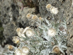 Centaurea clementei