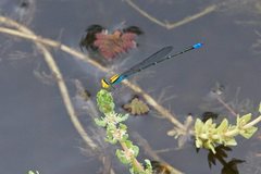 Pseudagrion aureofrons