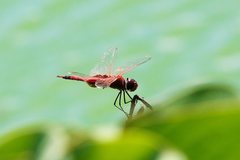 Tramea stenoloba