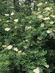 Sambucus nigra