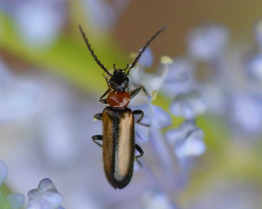 Pedilus inconspicuus