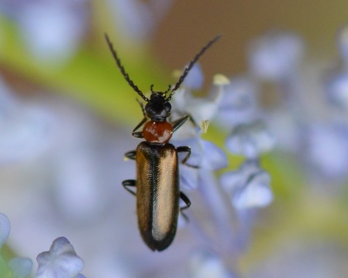 Pedilus inconspicuus