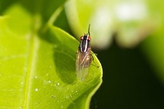 Poecilohetaerus aquilus
