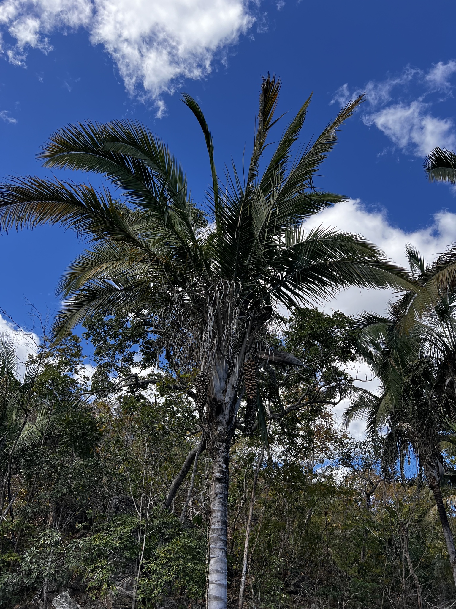 Attalea speciosa