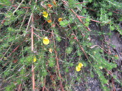 Aspalathus opaca opaca