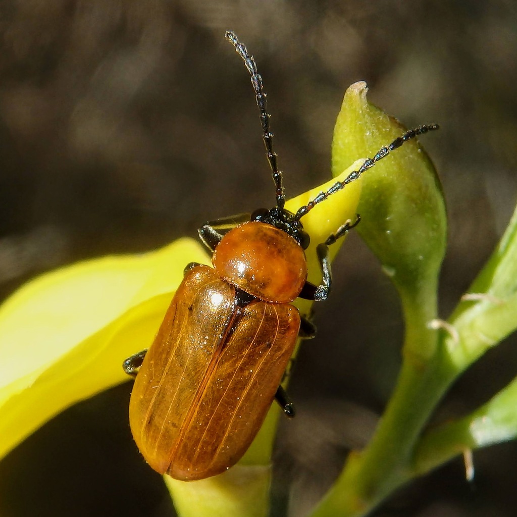 Daffodil Leaf-beetle