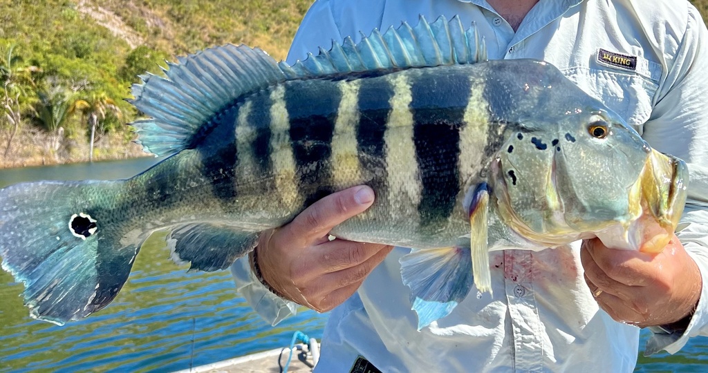 Azul Peacock Bass