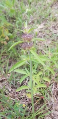 Monarda clinopodioides