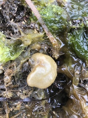Leathesia marina