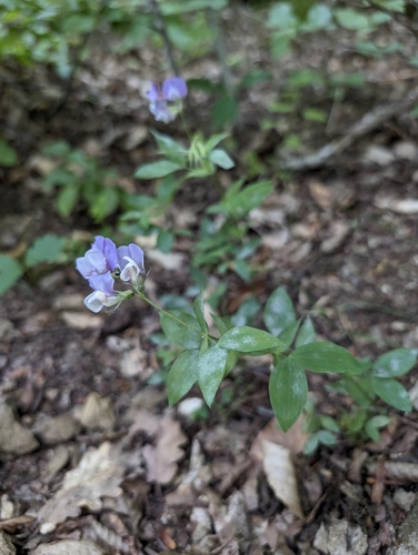 Image of Lathyrus laxiflorus by (c) Mikhail Morozov, some rights reserved (CC BY)