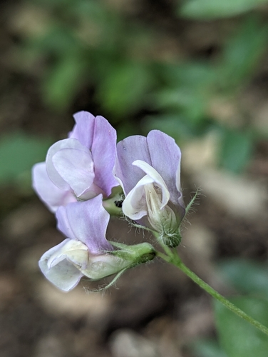 Image of Lathyrus laxiflorus by (c) Mikhail Morozov, some rights reserved (CC BY)
