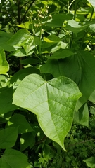 Catalpa speciosa