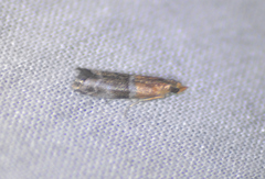 Moodna pallidostrinella