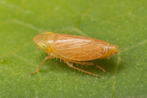 Arocephalus languidus