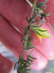 Aspalathus opaca opaca