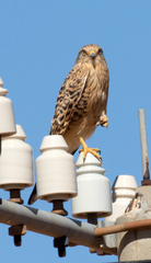 Falco rupicoloides