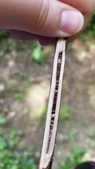 Juglans nigra