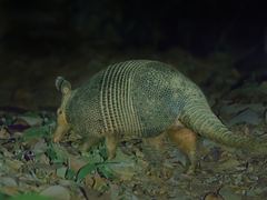 Greater Long-Nosed Armadillo photo 3