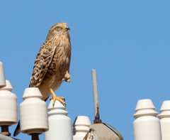 Falco rupicoloides