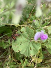 Rhynocoris iracundus