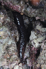 Cucumariidae