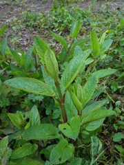 Scrophularia auriculata