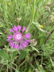 Centaurea napifolia
