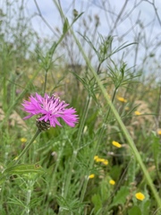 Centaurea napifolia