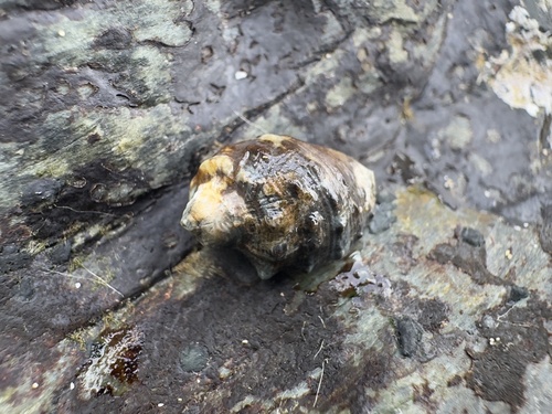 Widemouth Rocksnail