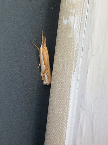 Double-banded Grass-veneer photo 4