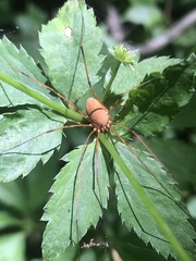 Leiobunum flavum