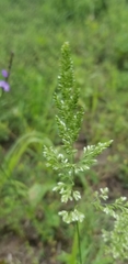 Poa arachnifera