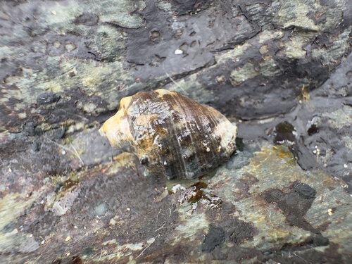 Widemouth Rocksnail