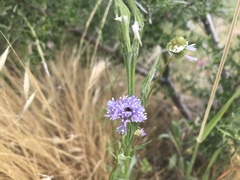 Gilia capitata capitata
