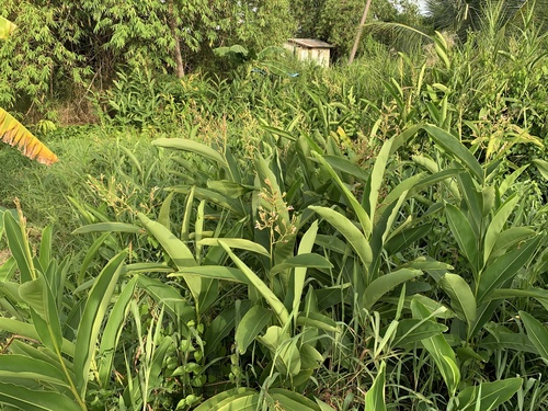 Allugha Galangal (Alpinia nigra)