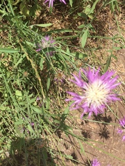 Centaurea crocodylium