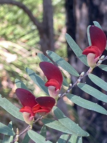Bossiaea rupicola A.Cunn. ex Benth.