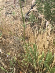 Gilia capitata capitata