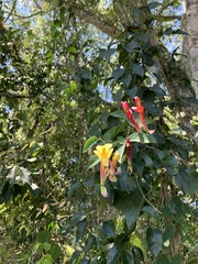 Dolichandra cynanchoides